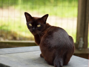 Chap er en halvt år gammel kat, af samme farve som mørk chokolade.