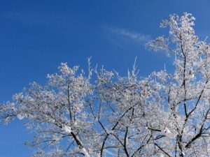 Frosne træer med is-krystaller 